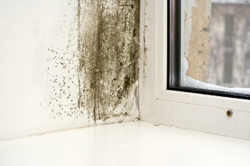 Výměna oken může být příčinou plísně v interiéru, zdroj: shutterstock.com
